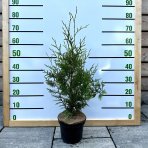 Tuja západná (Thuja occidentalis) ´BRABANT´ - výška 50-80 cm, kont. C3L